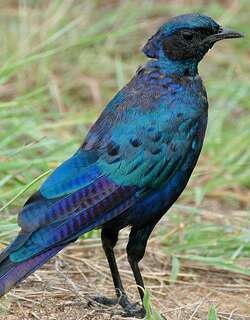 巨辉椋鸟 / Burchell’s Starling / Lamprotornis australis