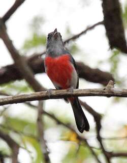 灰喉䳭莺 / Grey-throated Chat / Granatellus sallaei