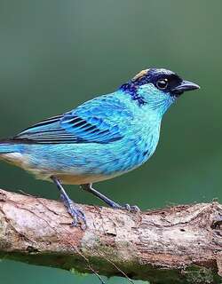 金颈唐加拉雀 / Golden-naped Tanager / Chalcothraupis ruficervix