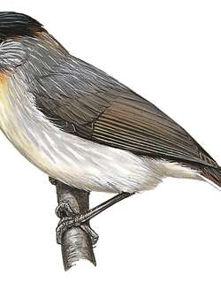 黑冠穗鹛 / Black-crowned Babbler / Sterrhoptilus nigrocapitatus