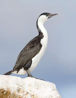 黑脸鸬鹚 / Black-faced Cormorant / Phalacrocorax fuscescens
