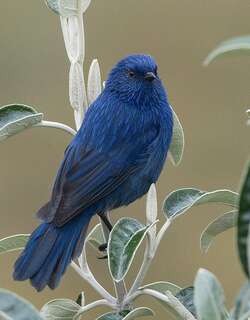 拟山雀锥嘴雀 / Tit-like Dacnis / Xenodacnis parina