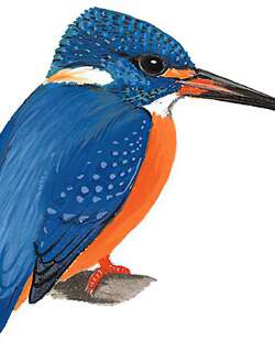 蓝耳翠鸟 / Blue-eared Kingfisher / Alcedo meninting