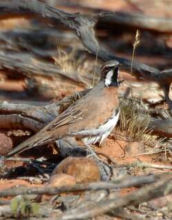 栗胸鹑鸫 / Chestnut-breasted Quail-thrush / Cinclosoma castaneothorax
