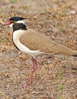 非洲麦鸡 / Black-headed Lapwing / Vanellus tectus