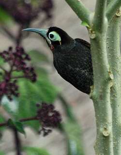 黄眉寻蜜鸟 / Yellow-browed Melidectes / Melidectes rufocrissalis