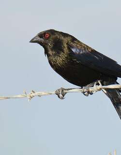 铜褐牛鹂 / Bronze-brown Cowbird / Molothrus armenti