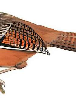 纹头斑翅鹛 / Hoary-throated Barwing / Actinodura nipalensis