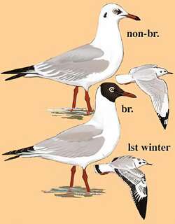 棕头鸥 / Brown-headed Gull / Chroicocephalus brunnicephalus