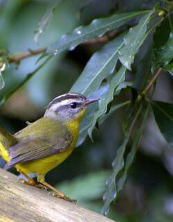 金冠王森莺 / Golden-crowned Warbler / Basileuterus culicivorus