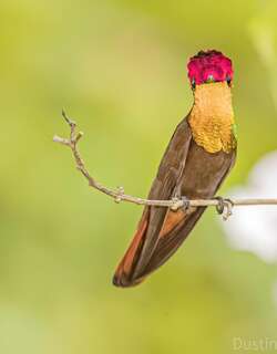 金喉红顶蜂鸟 / Ruby-topaz Hummingbird / Chrysolampis mosquitus