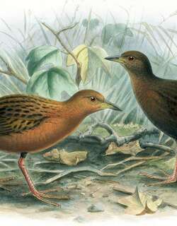 夏威夷秧鸡 / Hawaiian Rail / Zapornia sandwichensis