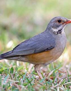 利邦鸫 / Kurrichane Thrush / Turdus libonyana