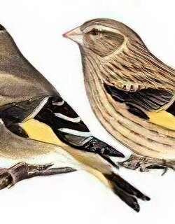 黑头金翅[雀] / Black-headed Greenfinch