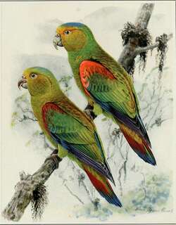 红肩鹦哥 / Fuertes’s Parrot / Hapalopsittaca fuertesi