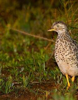 领鹑 / Plains-wanderer / Pedionomus torquatus
