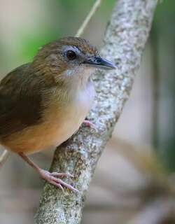 阿氏雅鹛 / Abbott’s Babbler / Malacocincla abbotti
