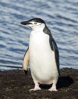 纹颊企鹅 / Chinstrap Penguin / Pygoscelis antarcticus
