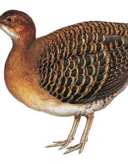 锈色穴䳍 / Rusty Tinamou / Crypturellus brevirostris