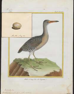 红树林秧鸡 / Mangrove Rail / Rallus longirostris