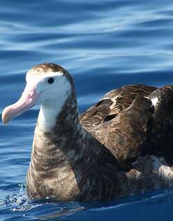 安岛信天翁 / Antipodean Albatross / Diomedea antipodensis