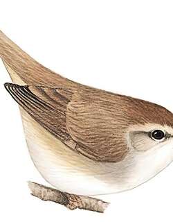 棕顶树莺 / Grey-sided Bush Warbler / Cettia brunnifrons