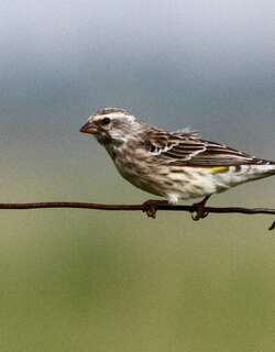 黑喉丝雀 / Black-throated Canary / Crithagra atrogularis