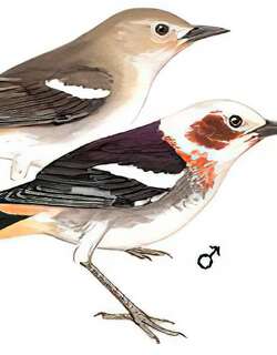 紫背椋鸟 / Chestnut-cheeked Starling / Agropsar philippensis