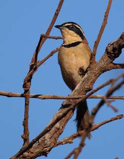 领月胸窜鸟 / Collared Crescentchest / Melanopareia torquata