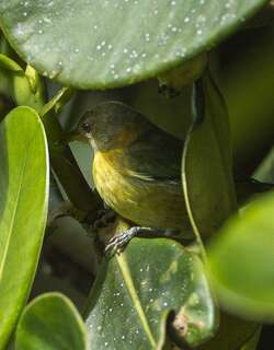 金领旋蜜雀 / Golden-collared Honeycreeper / Iridophanes pulcherrimus