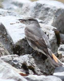 丛霸鹟 / Rufous-webbed Bush Tyrant / Polioxolmis rufipennis