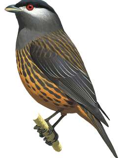 白颊伞鸟 / White-cheeked Cotinga / Zaratornis stresemanni