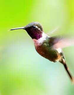 紫喉林星蜂鸟 / Purple-throated Woodstar / Calliphlox mitchellii