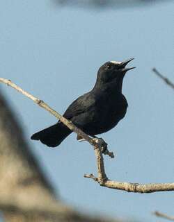 白额蚁䳭 / White-fronted Black Chat / Oenanthe albifrons