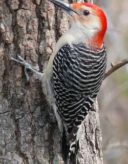 红腹啄木鸟 / Red-bellied Woodpecker / Melanerpes carolinus