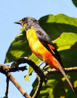 火红山椒鸟 / Fiery Minivet / Pericrocotus igneus