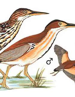 紫背苇鳽 / Von Schrenck’s Bittern / Ixobrychus eurhythmus