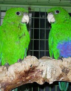 蓝腹鹦哥 / Blue-bellied Parrot / Triclaria malachitacea