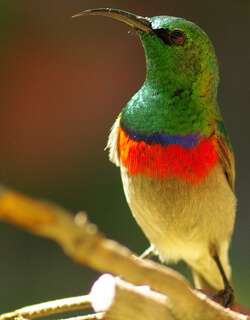 小双领花蜜鸟 / Southern Double-collared Sunbird / Cinnyris chalybeus