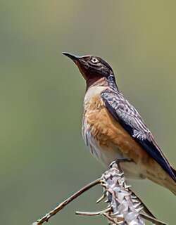 斑翅椋鸟 / Spot-winged Starling / Saroglossa spilopterus