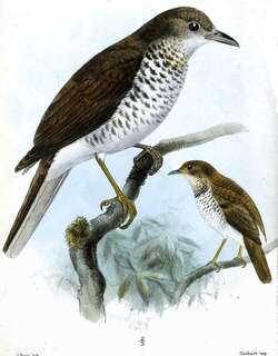 马拉鸫 / Maranon Thrush / Turdus maranonicus