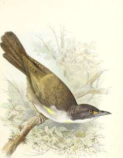 东䳭唐纳雀 / Eastern Chat-Tanager / Calyptophilus frugivorus