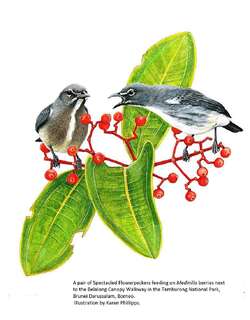 眼镜啄花鸟 / Spectacled Flowerpecker / Dicaeum dayakorum