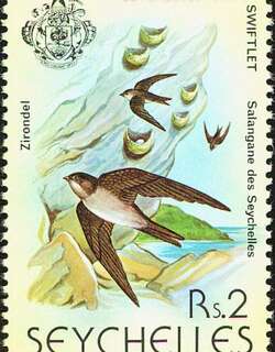塞舌尔金丝燕 / Seychelles Swiftlet / Aerodramus elaphrus