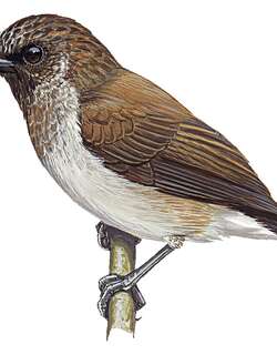 杂色啄花鸟 / Mottled Flowerpecker / Dicaeum tristrami