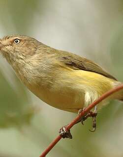 褐阔嘴莺 / Weebill / Smicrornis brevirostris