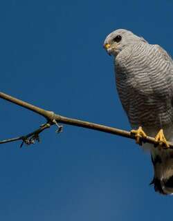 灰纹鵟 / Grey-lined Hawk / Buteo nitidus