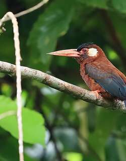 白耳鹟䴕 / White-eared Jacamar / Galbalcyrhynchus leucotis