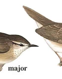 巨嘴短翅莺 / Long-billed Bush Warbler / Locustella major