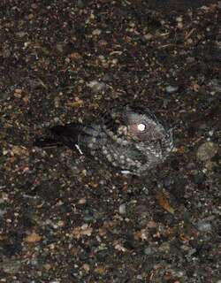 斑翅夜鹰 / Band-winged Nightjar / Systellura longirostris